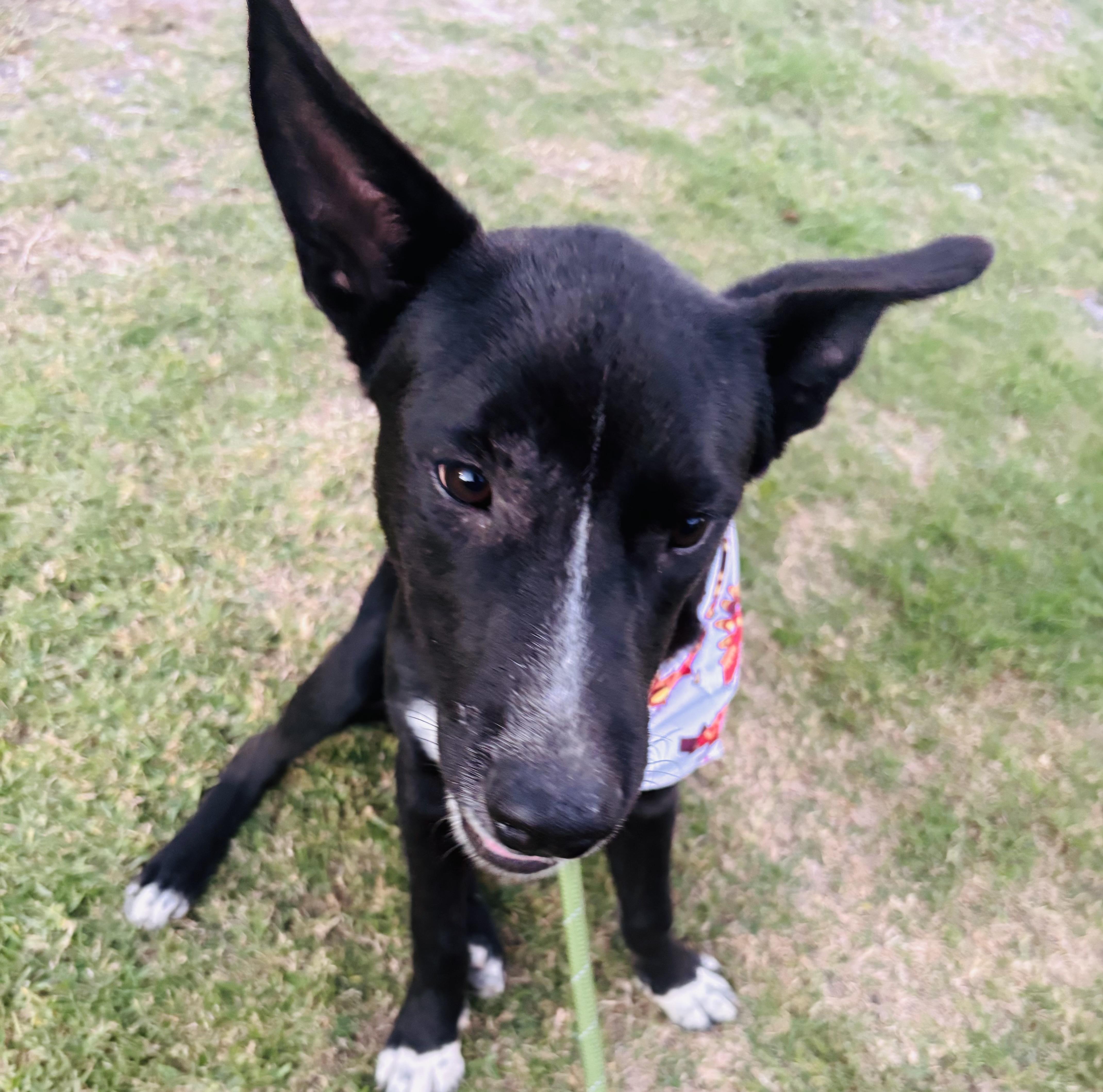 Rocky Boy thumbnail 3