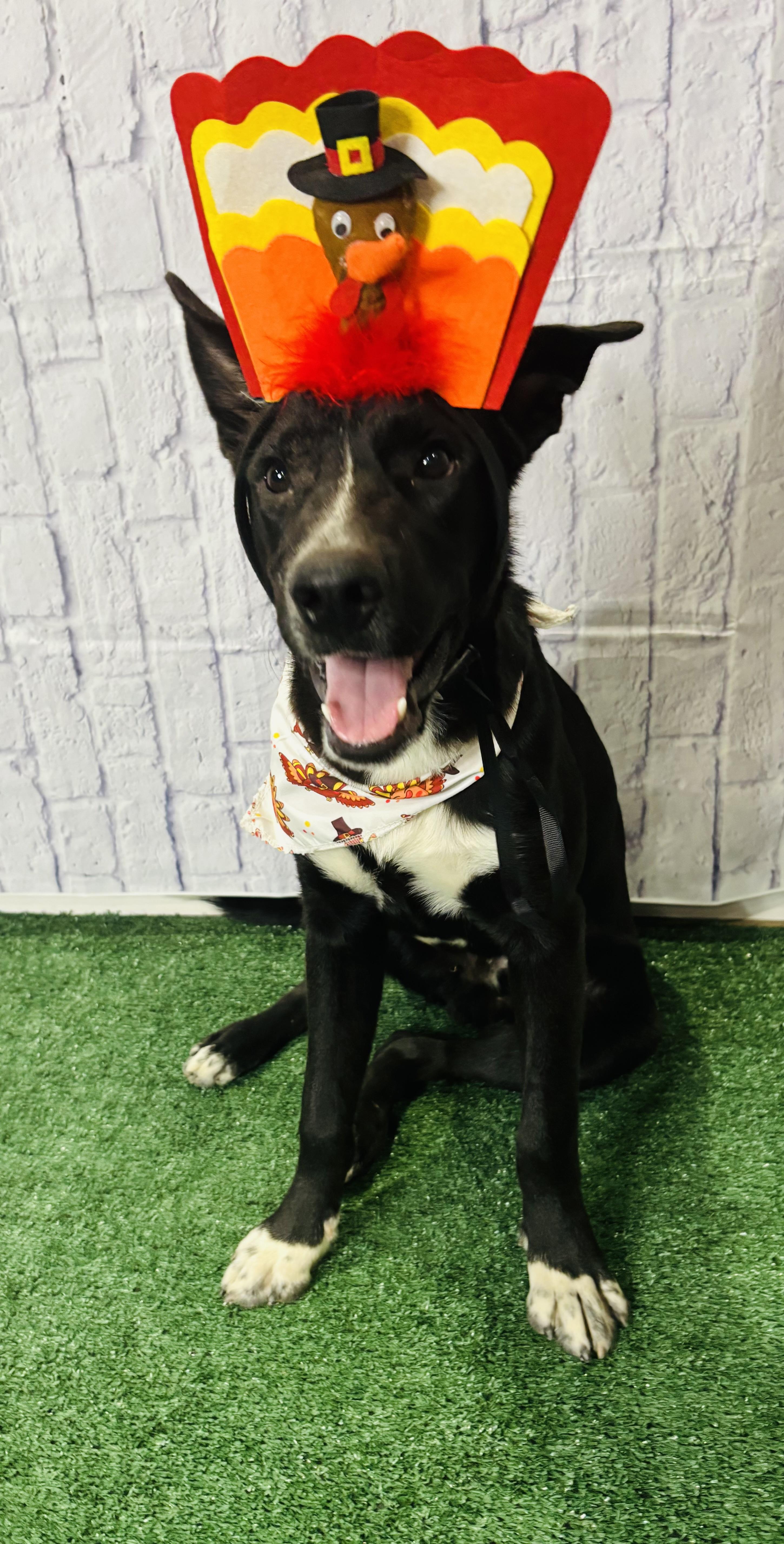 Rocky Boy thumbnail 6