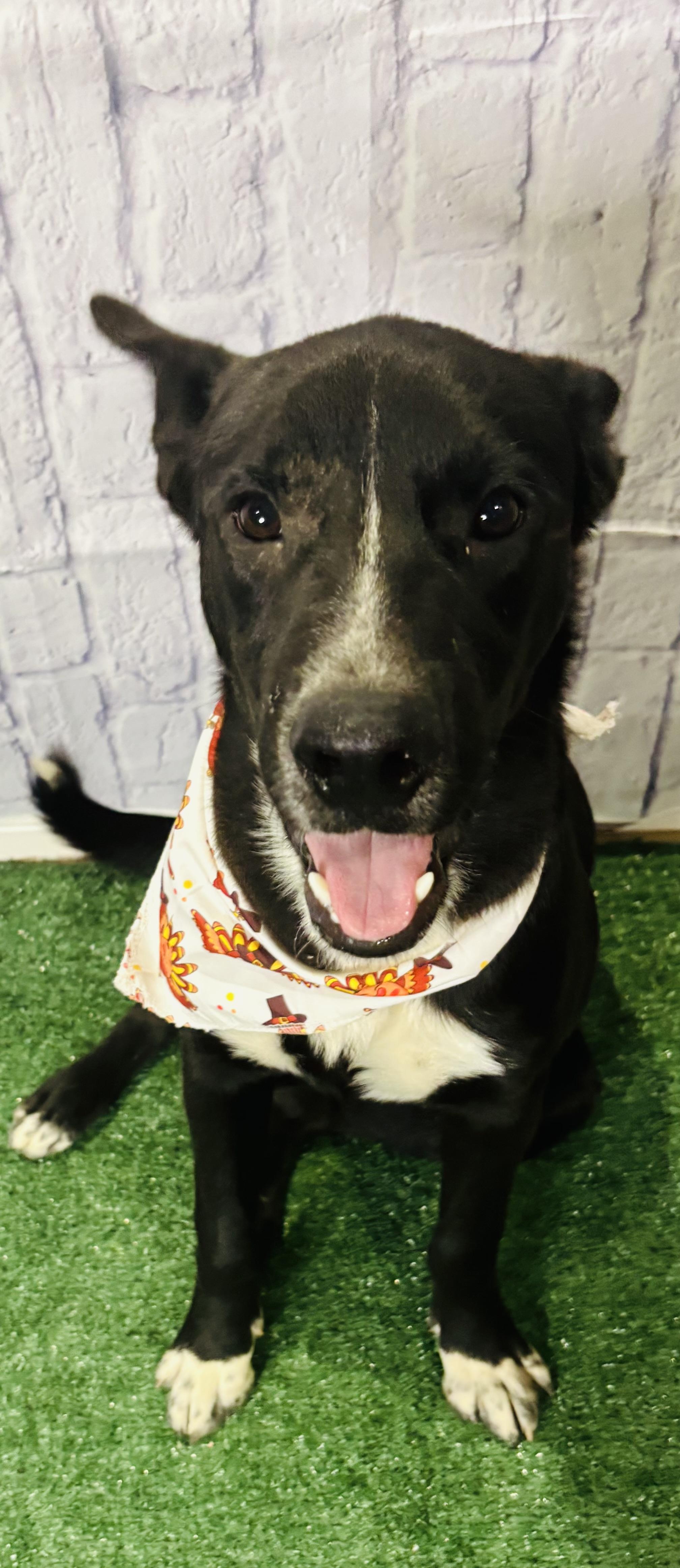 Rocky Boy thumbnail 7