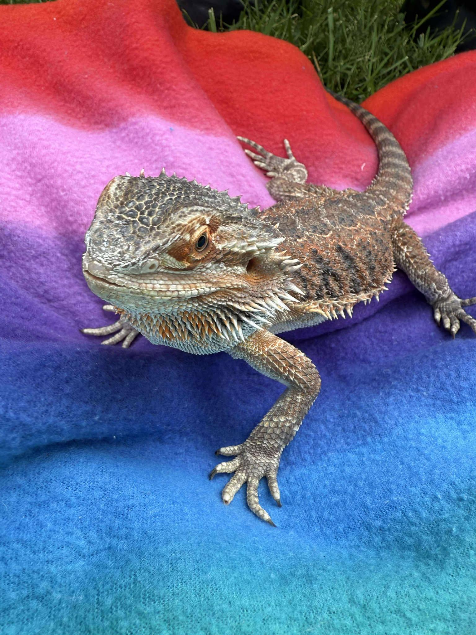 Enlarge Thor, a Adoptable Bearded Dragon in Indian Trail, NC image 1/1