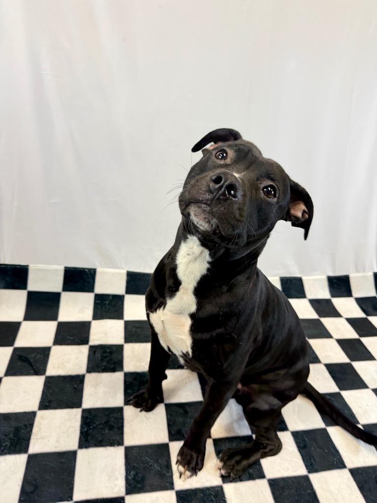 Enlarge Donny, a Adoptable Mixed Breed in Muskegon, MI image 1/6