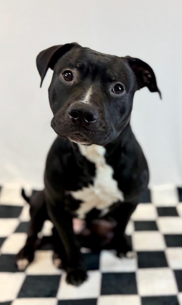 Enlarge Donny, a Adoptable Mixed Breed in Muskegon, MI image 3/6