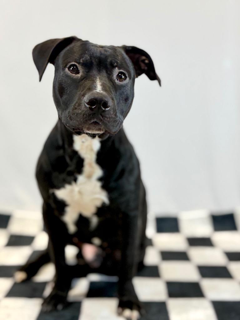 Enlarge Donny, a Adoptable Mixed Breed in Muskegon, MI image 4/6