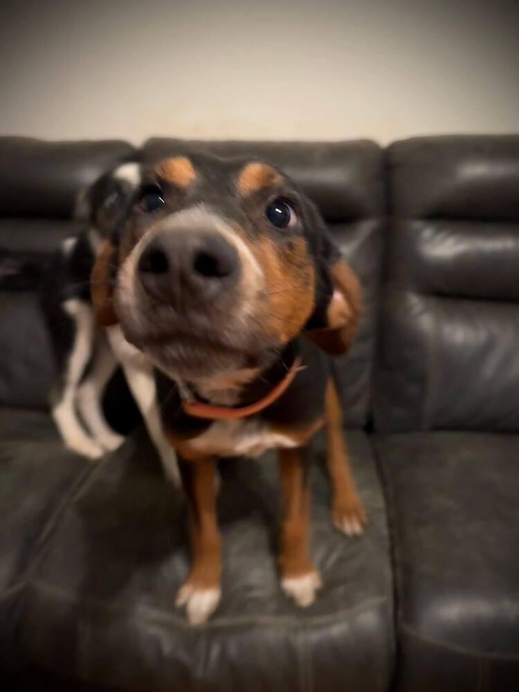 Buckley, Adoptable, Young Male Black and Tan Coonhound & Beagle.