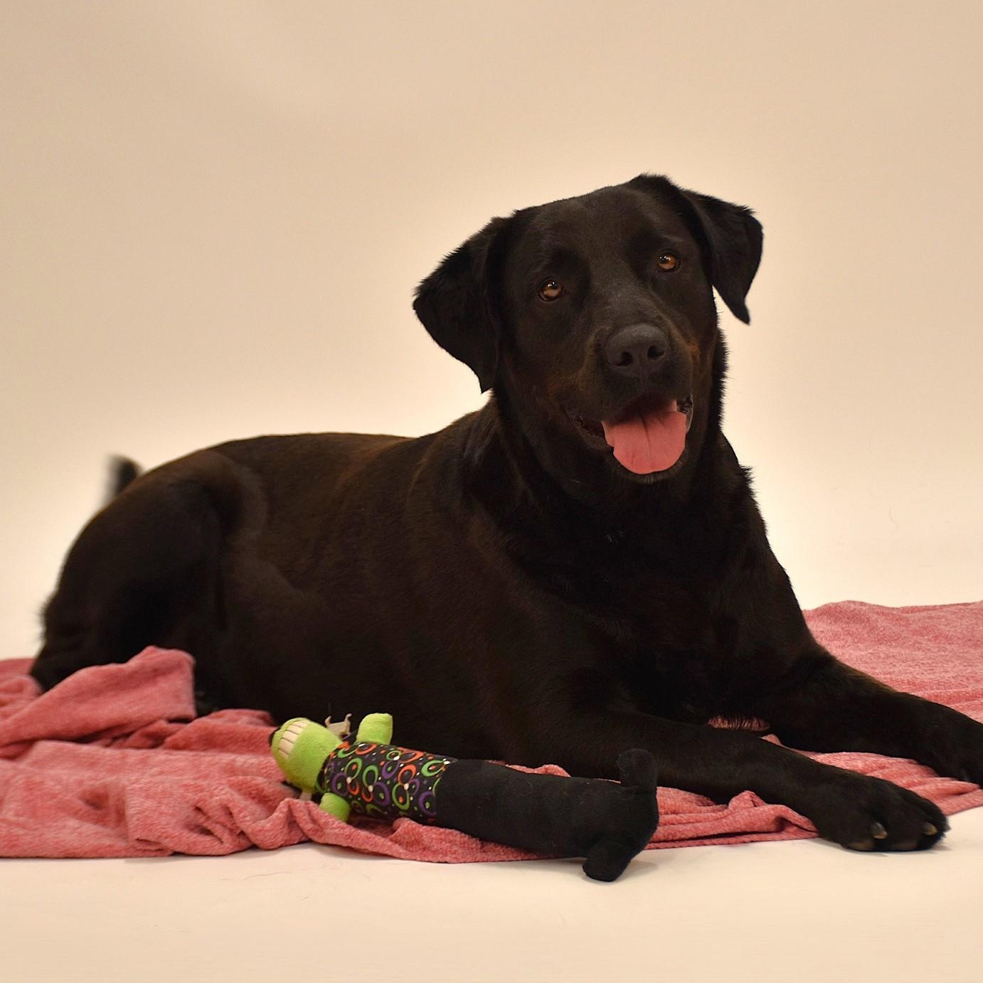 Linnie, a Adoptable Labrador Retriever in Troy, NY image 1/6