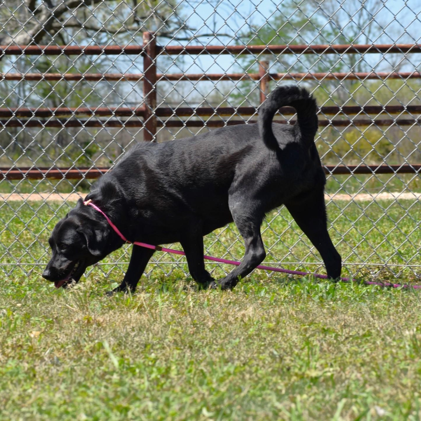 Linnie, an adoptable mixed breed in Troy, NY image 5/6