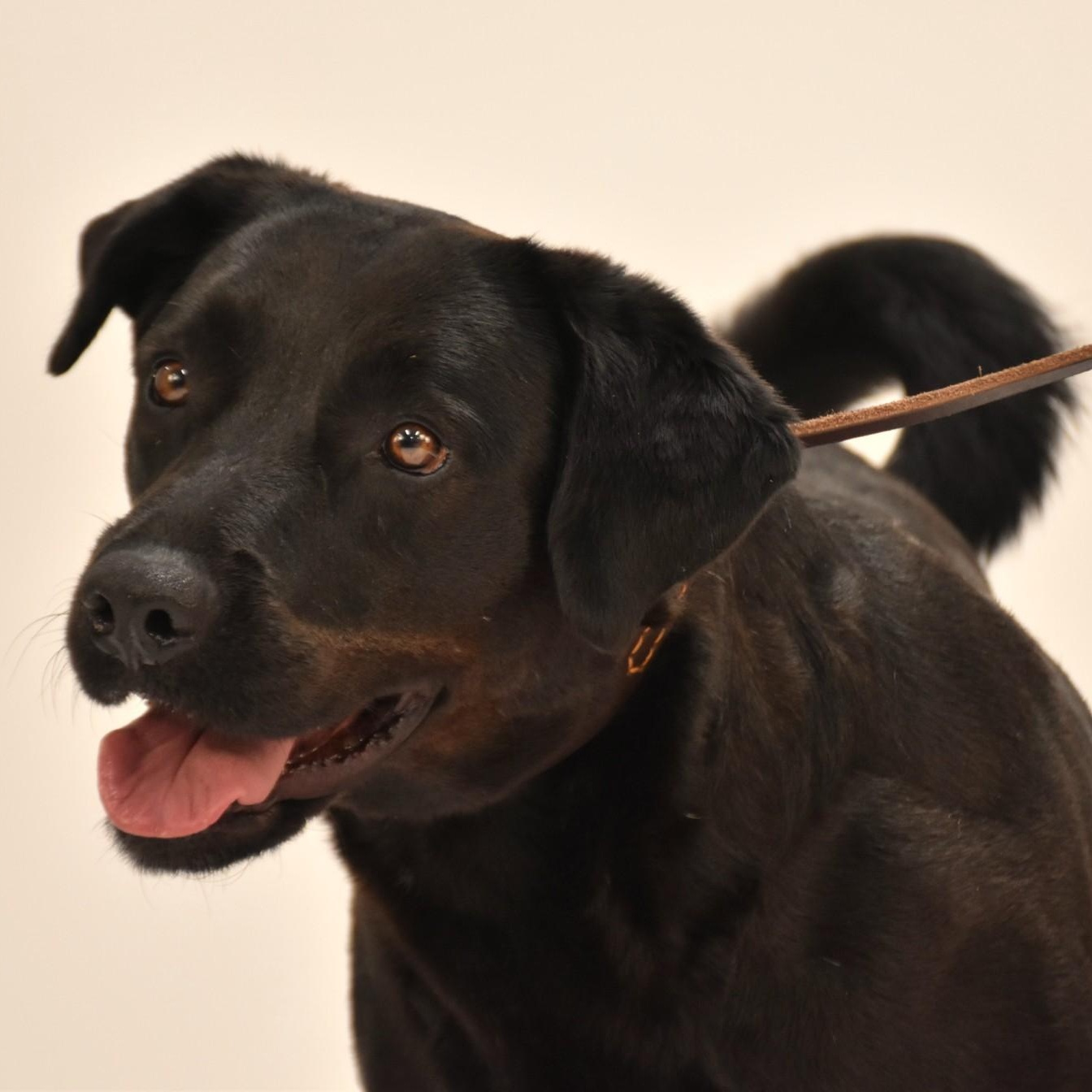 Linnie, a Adoptable Labrador Retriever in Troy, NY image 3/6