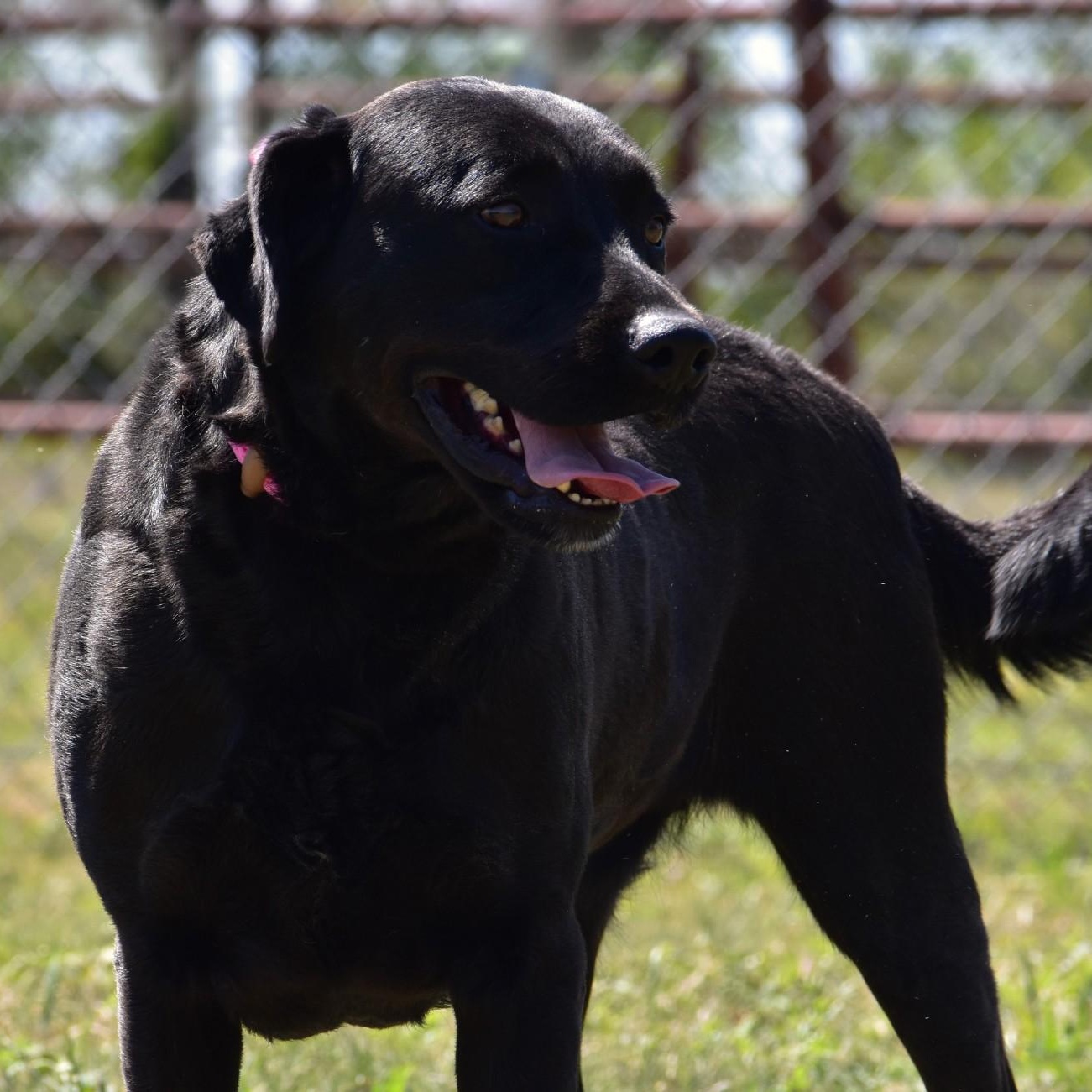 Linnie, an adoptable mixed breed in Troy, NY image 2/6