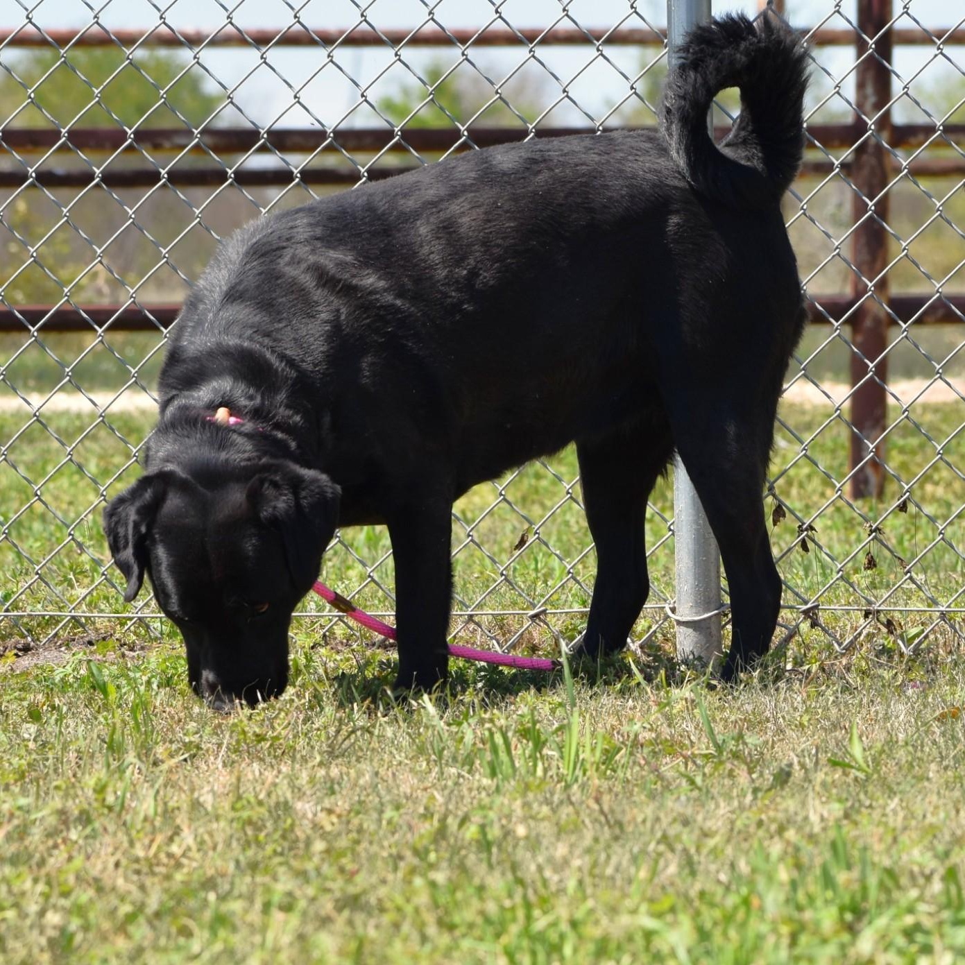 Linnie, an adoptable mixed breed in Troy, NY image 4/6