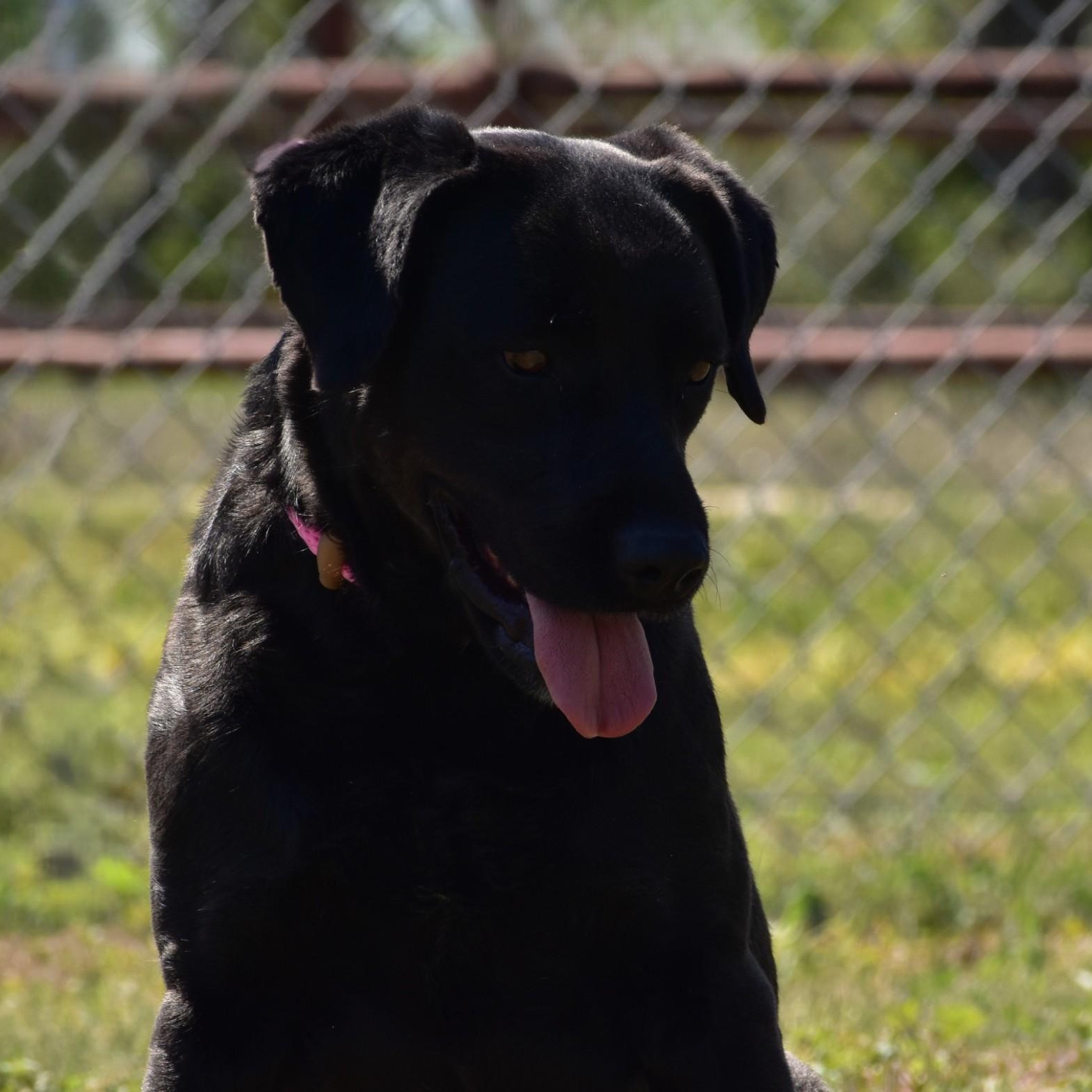 Linnie, adoptable, Adult Female Labrador Retriever.