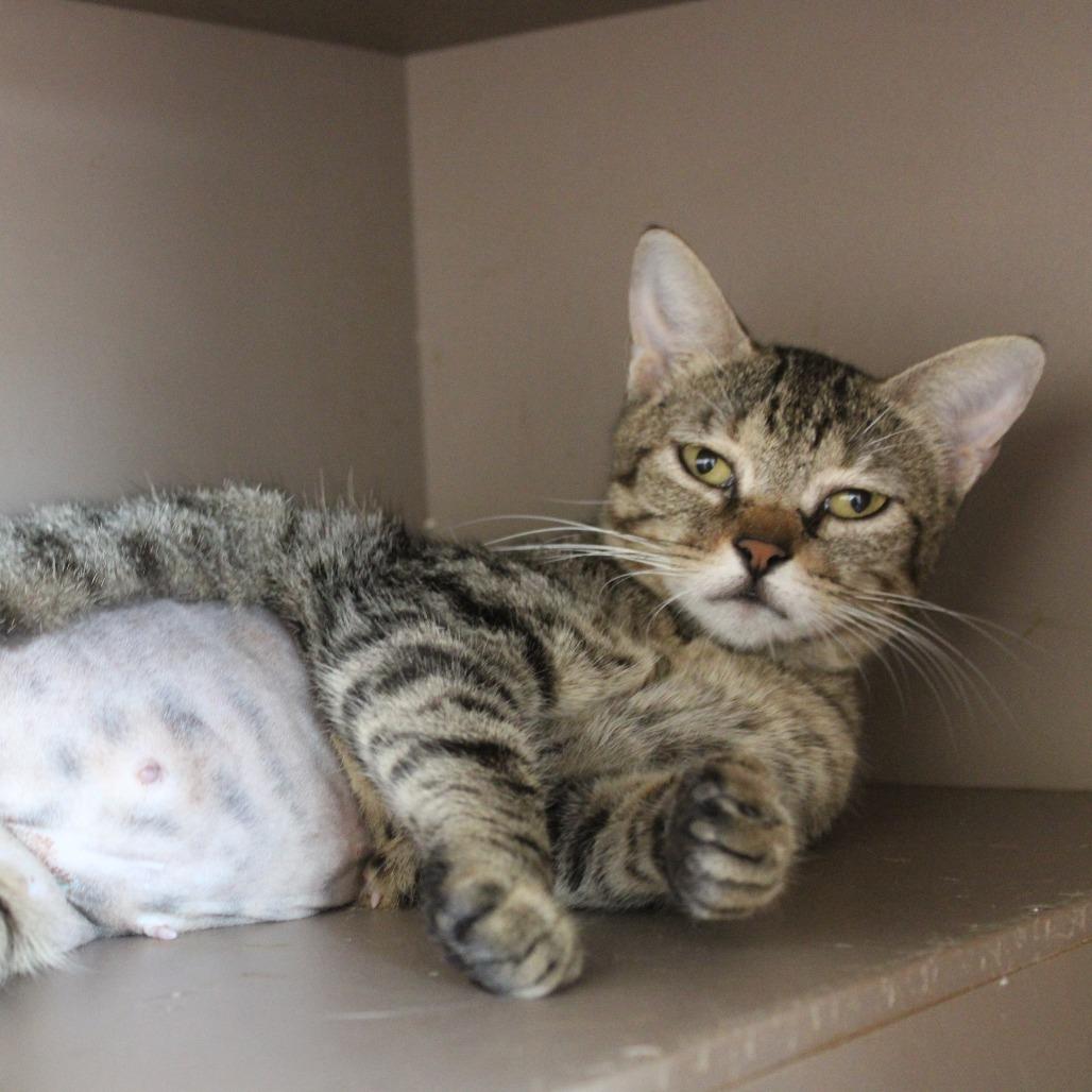 Enlarge Giselle, a Adoptable Domestic Short Hair in Hattiesburg, MS image 2/4