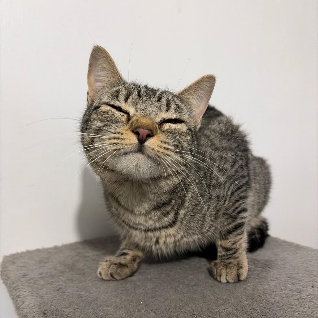 Enlarge Giselle, a Adoptable Domestic Short Hair in Hattiesburg, MS image 3/4
