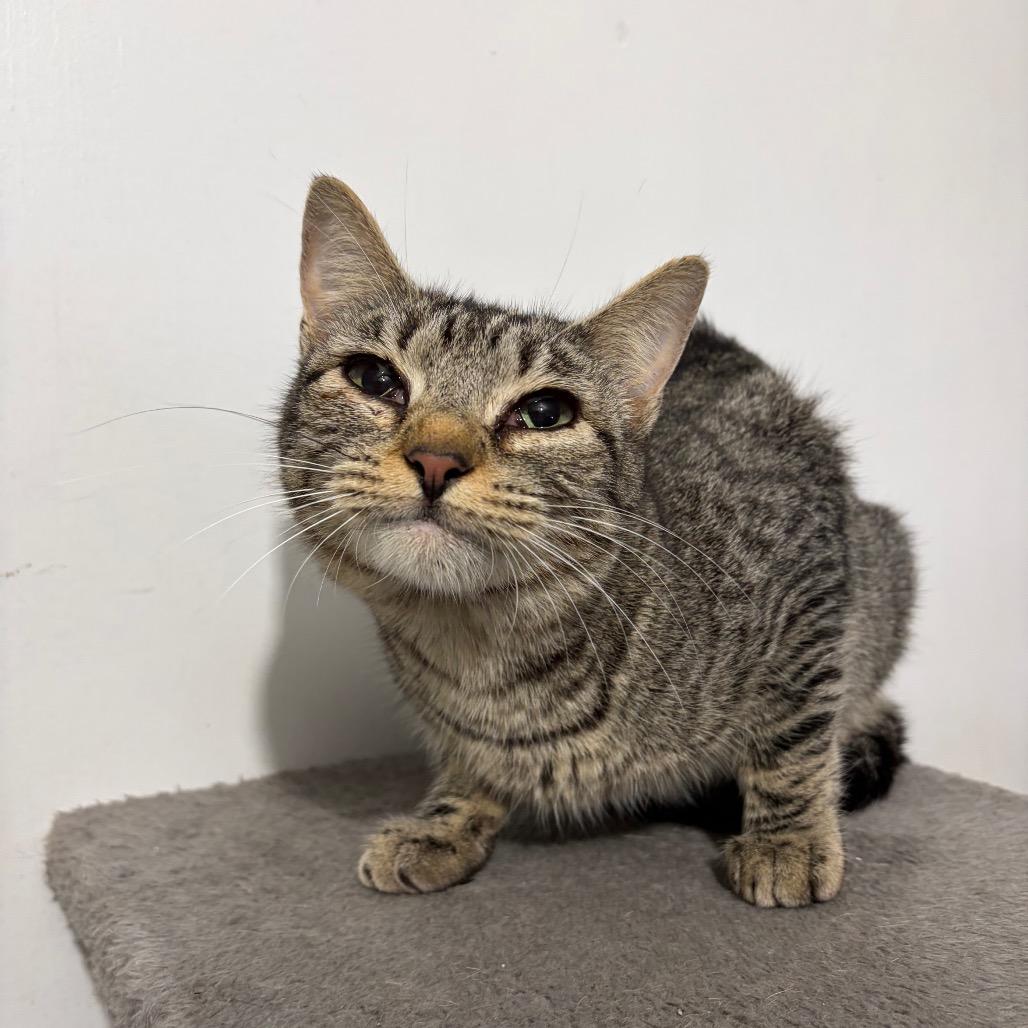 Enlarge Giselle, a Adoptable Domestic Short Hair in Hattiesburg, MS image 4/4