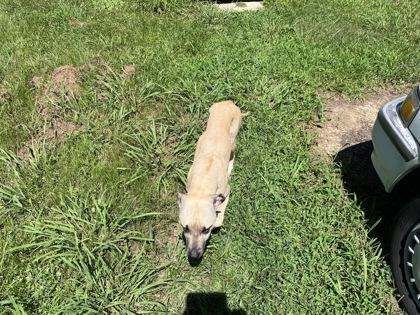 Olive, Adoptable, Young Female Black Mouth Cur & Great Dane.