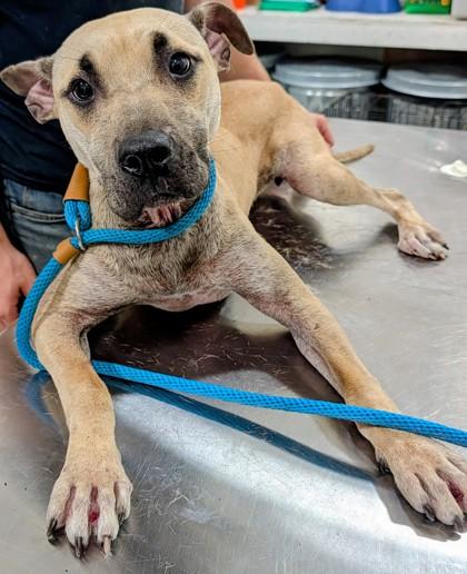 Enlarge Olive, a Adoptable mixed breed in Blue Ridge, GA image 2/3