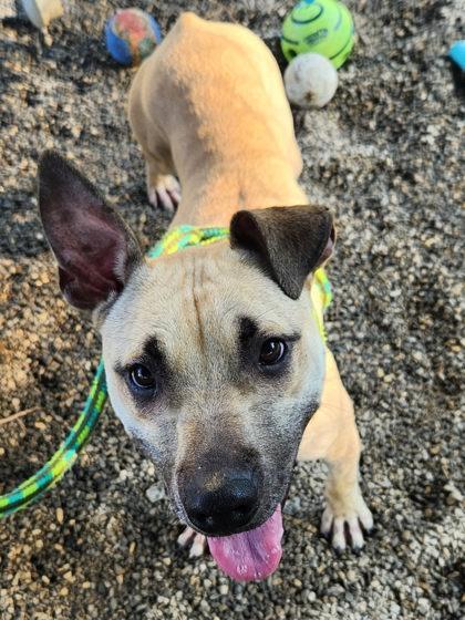 Enlarge Olive, a Adoptable mixed breed in Blue Ridge, GA image 2/2