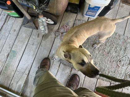 Enlarge Olive, a Adoptable mixed breed in Blue Ridge, GA image 3/3