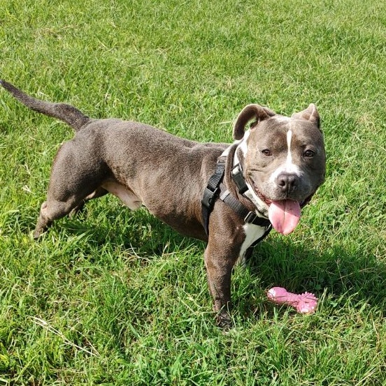 Diesel, an adoptable mixed breed in Cape May Court House, NJ image 3/5