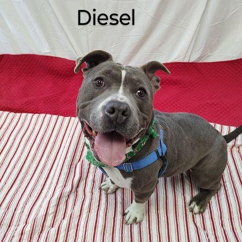 Diesel