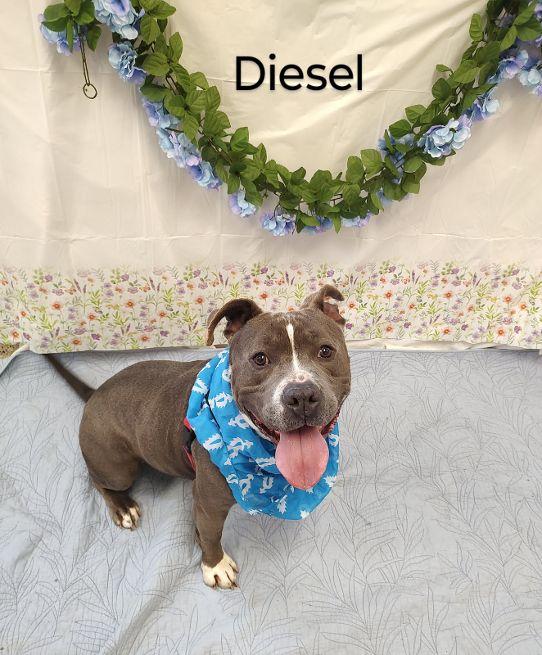 Diesel, an adoptable mixed breed in Cape May Court House, NJ image 2/5