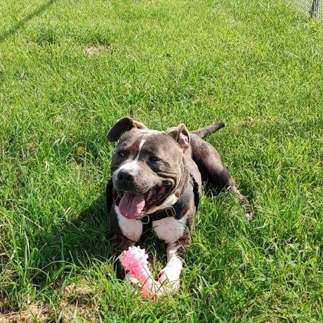 Diesel, an adoptable mixed breed in Cape May Court House, NJ image 4/5