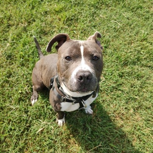 Diesel, an adoptable mixed breed in Cape May Court House, NJ image 5/5