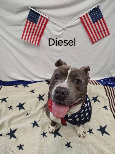 Diesel, an adoptable mixed breed in Cape May Court House, NJ image 1/5