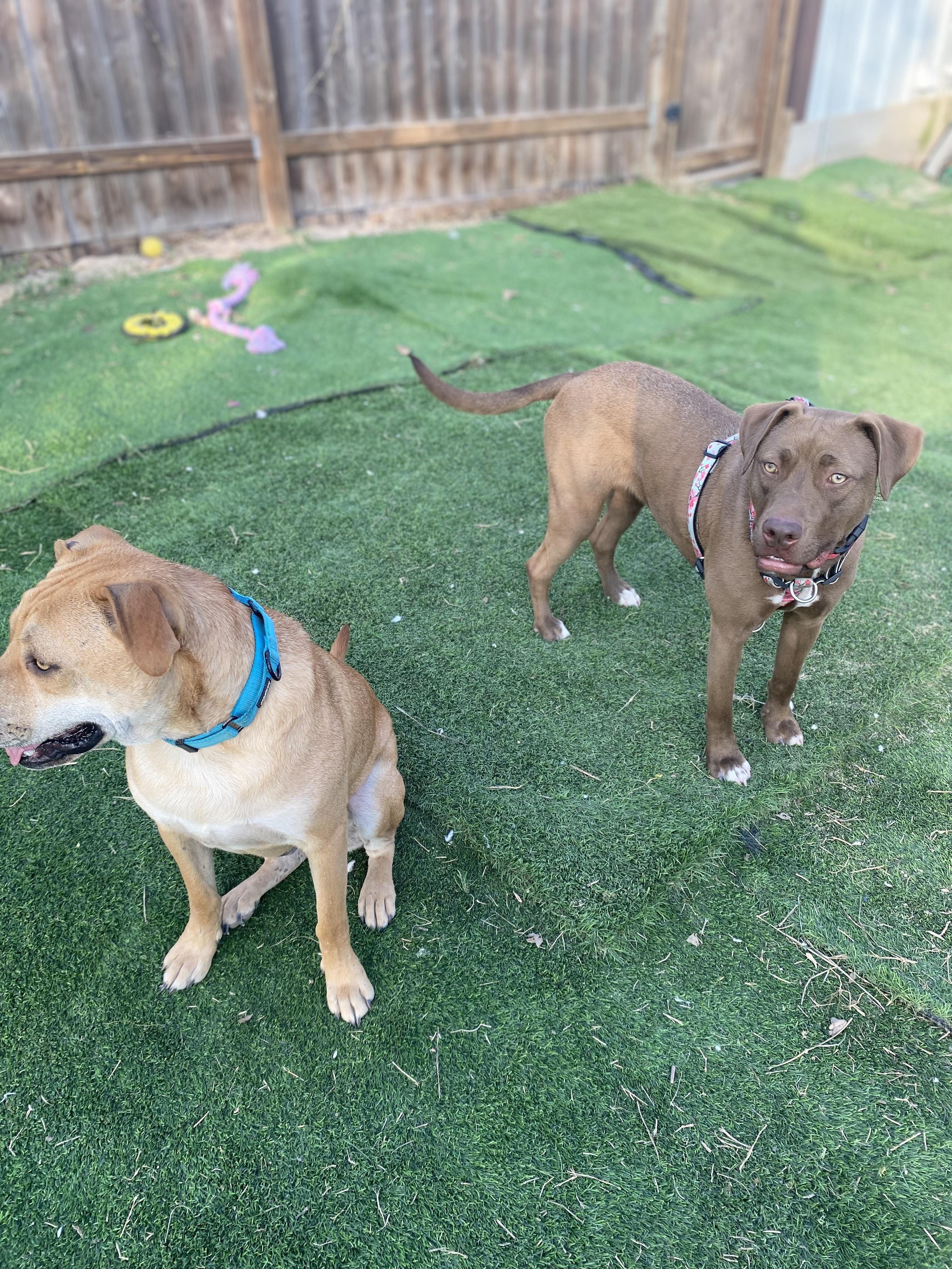 Enlarge Coco Ann, a ADOPTABLE mixed breed in San Antonio, TX image 2/3