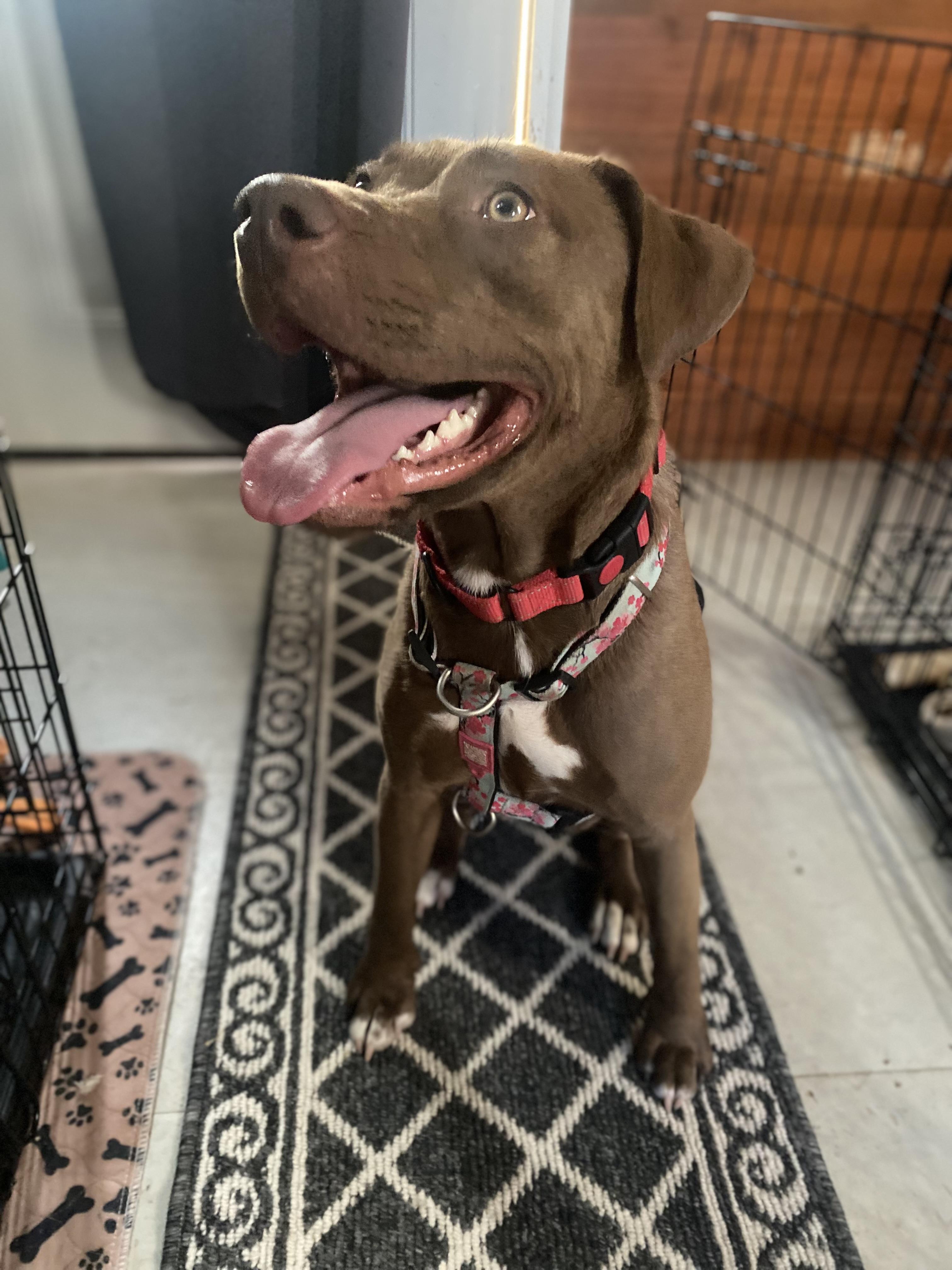 Enlarge Coco Ann, a ADOPTABLE mixed breed in San Antonio, TX image 1/3