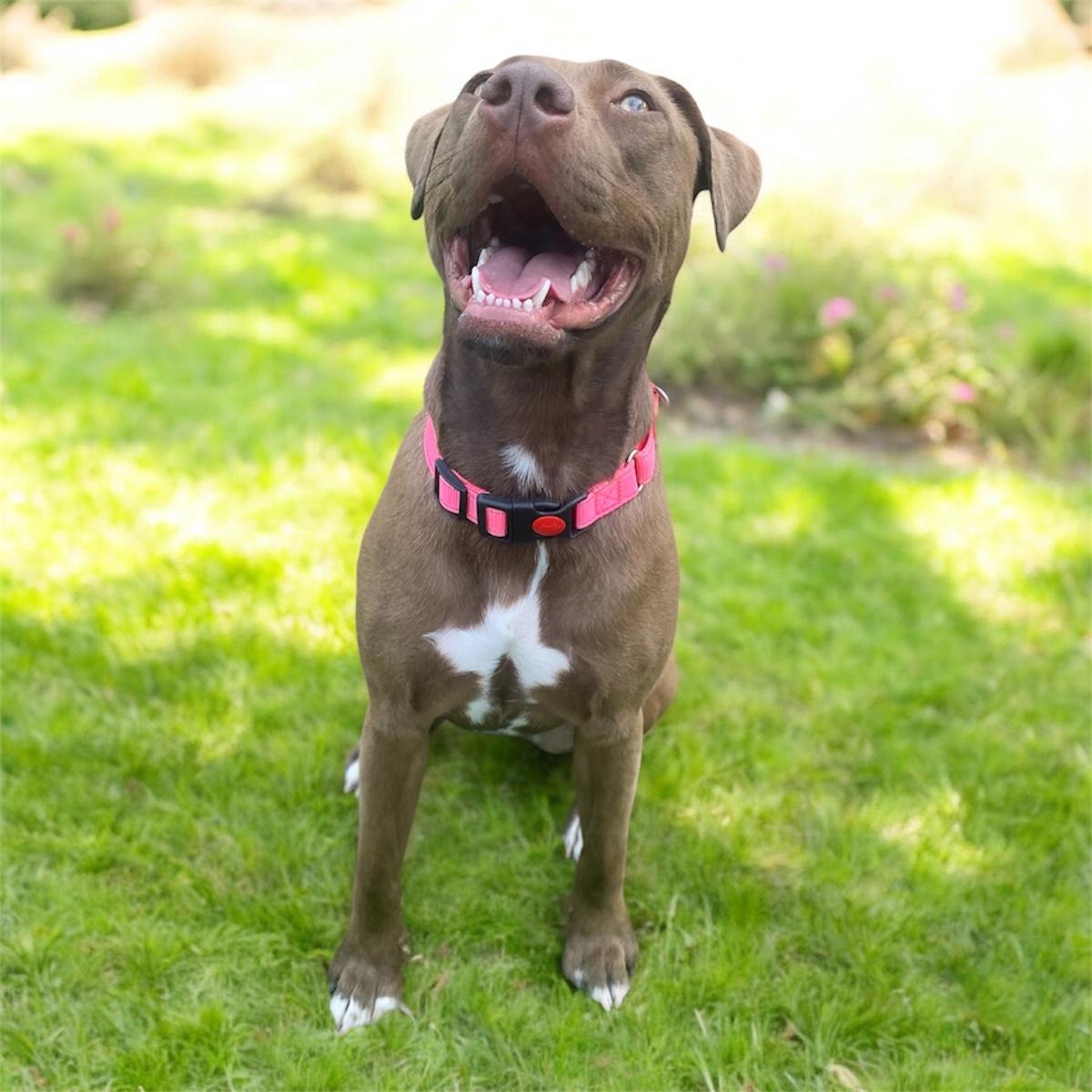 Enlarge Coco Ann, a ADOPTABLE mixed breed in San Antonio, TX image 3/3