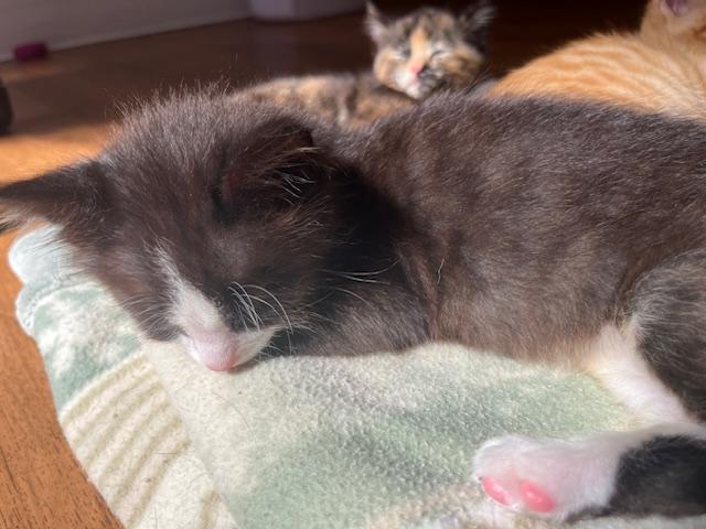 Enlarge Baby Boston Blue, a ADOPTABLE mixed breed in Eagle Point, OR image 4/5