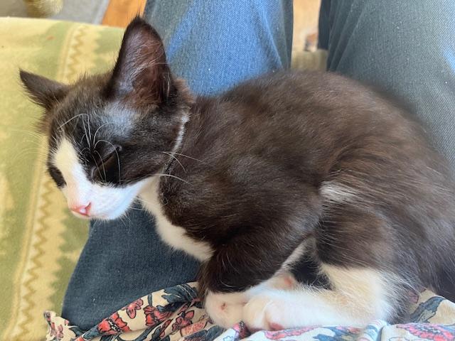 Enlarge Baby Boston Blue, a ADOPTABLE mixed breed in Eagle Point, OR image 5/5