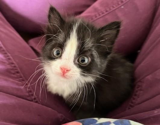 Enlarge Baby Boston Blue, a ADOPTABLE mixed breed in Eagle Point, OR image 3/5