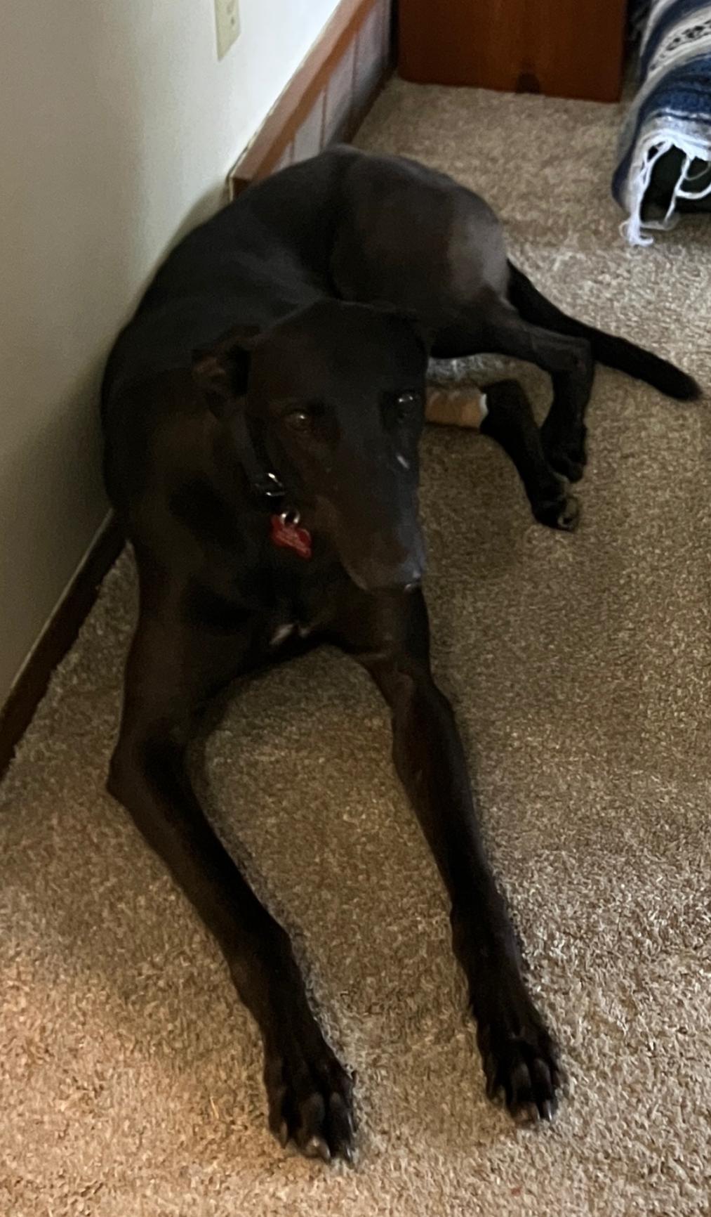 Jason, a ADOPTABLE Greyhound in Bondurant, IA image 2/4
