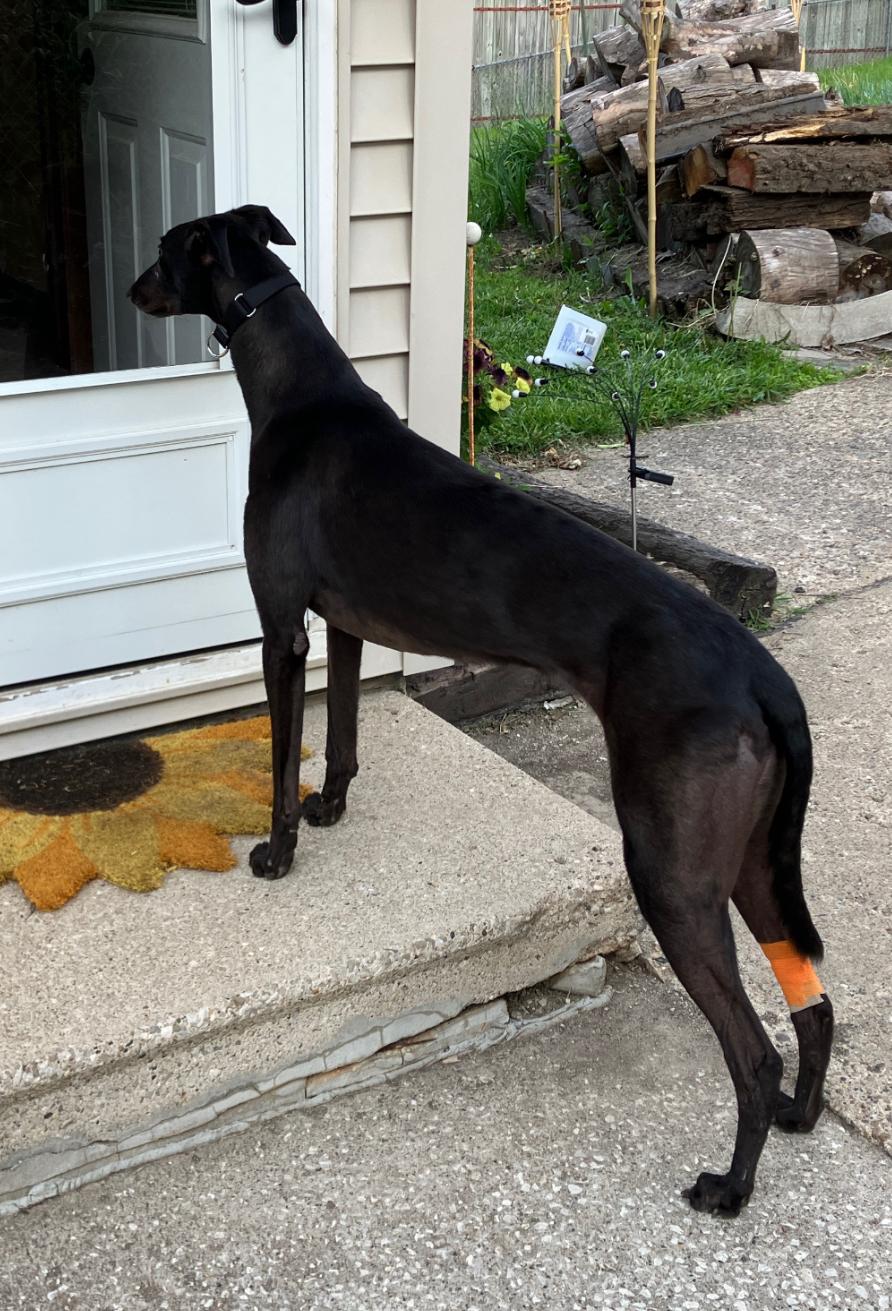 Jason, a ADOPTABLE Greyhound in Bondurant, IA image 3/4