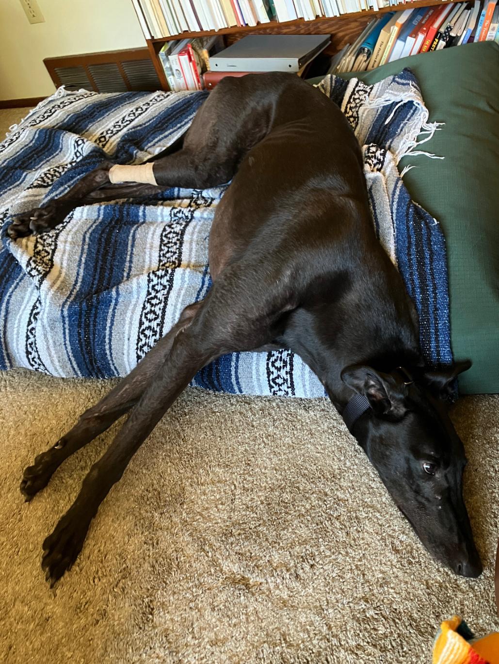 Jason, a ADOPTABLE Greyhound in Bondurant, IA image 4/4