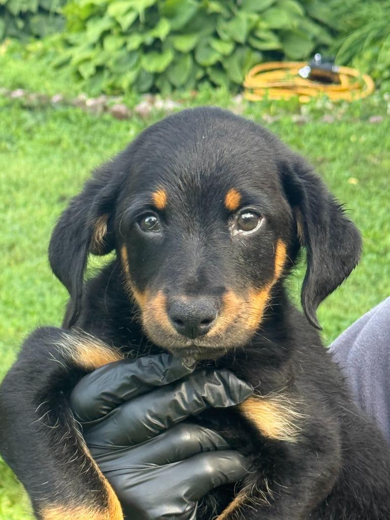 Pepper, Adoptable, Puppy Male Beagle & German Shorthaired Pointer.