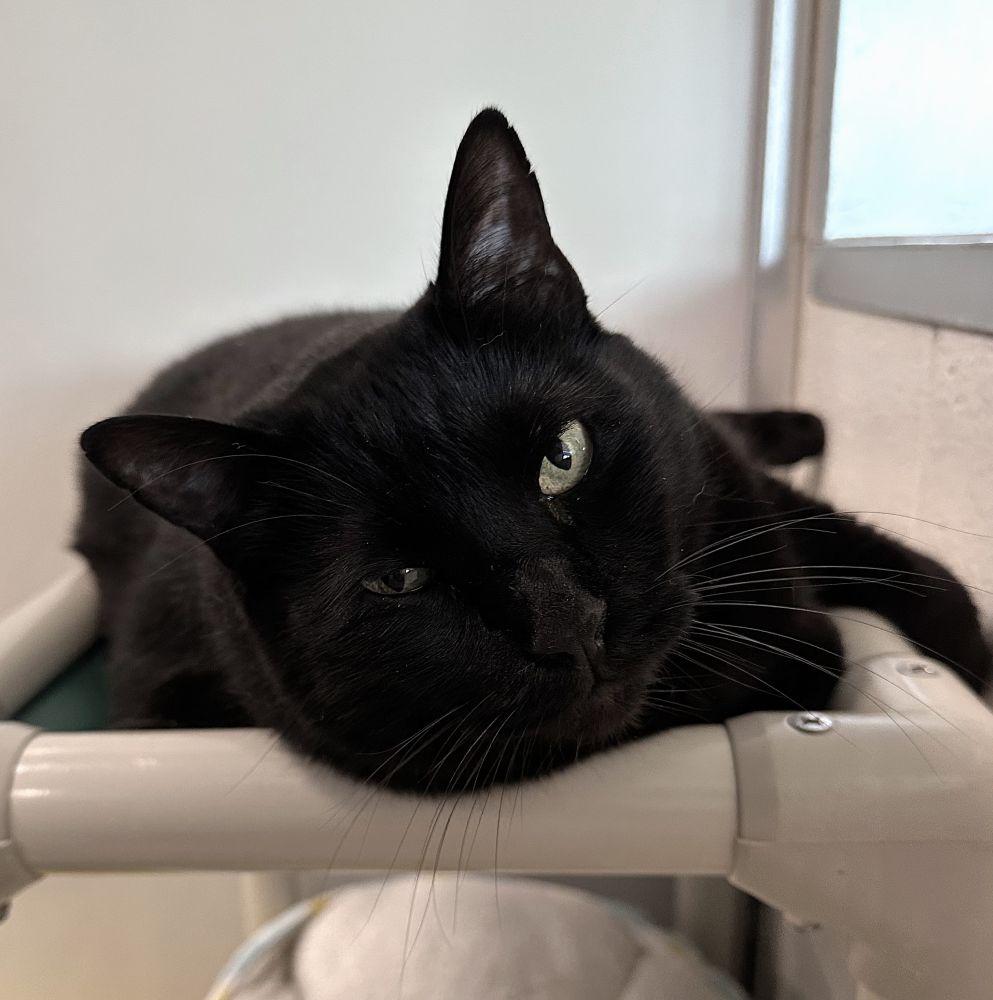 Hagrid, Adoptable, Adult Male Domestic Short Hair.
