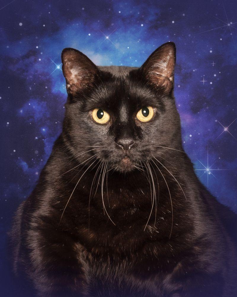 Enlarge Hagrid, a Adoptable Domestic Short Hair in Alexandria, VA image 2/3