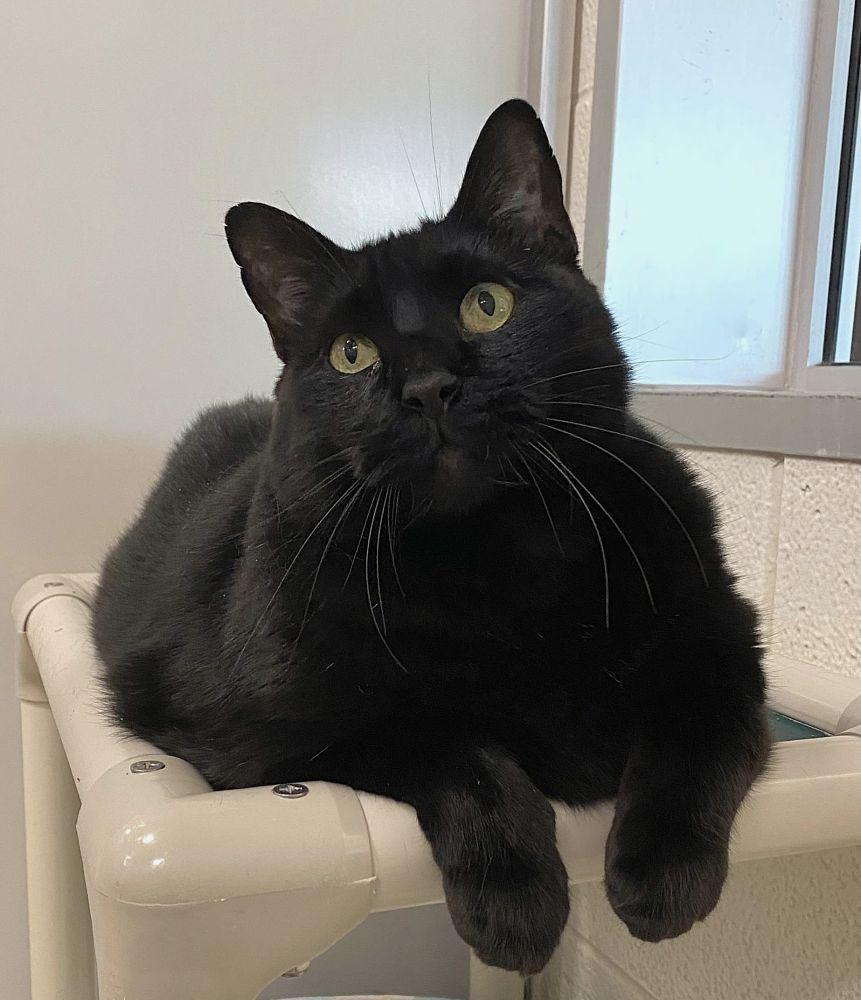 Enlarge Hagrid, a Adoptable Domestic Short Hair in Alexandria, VA image 3/3