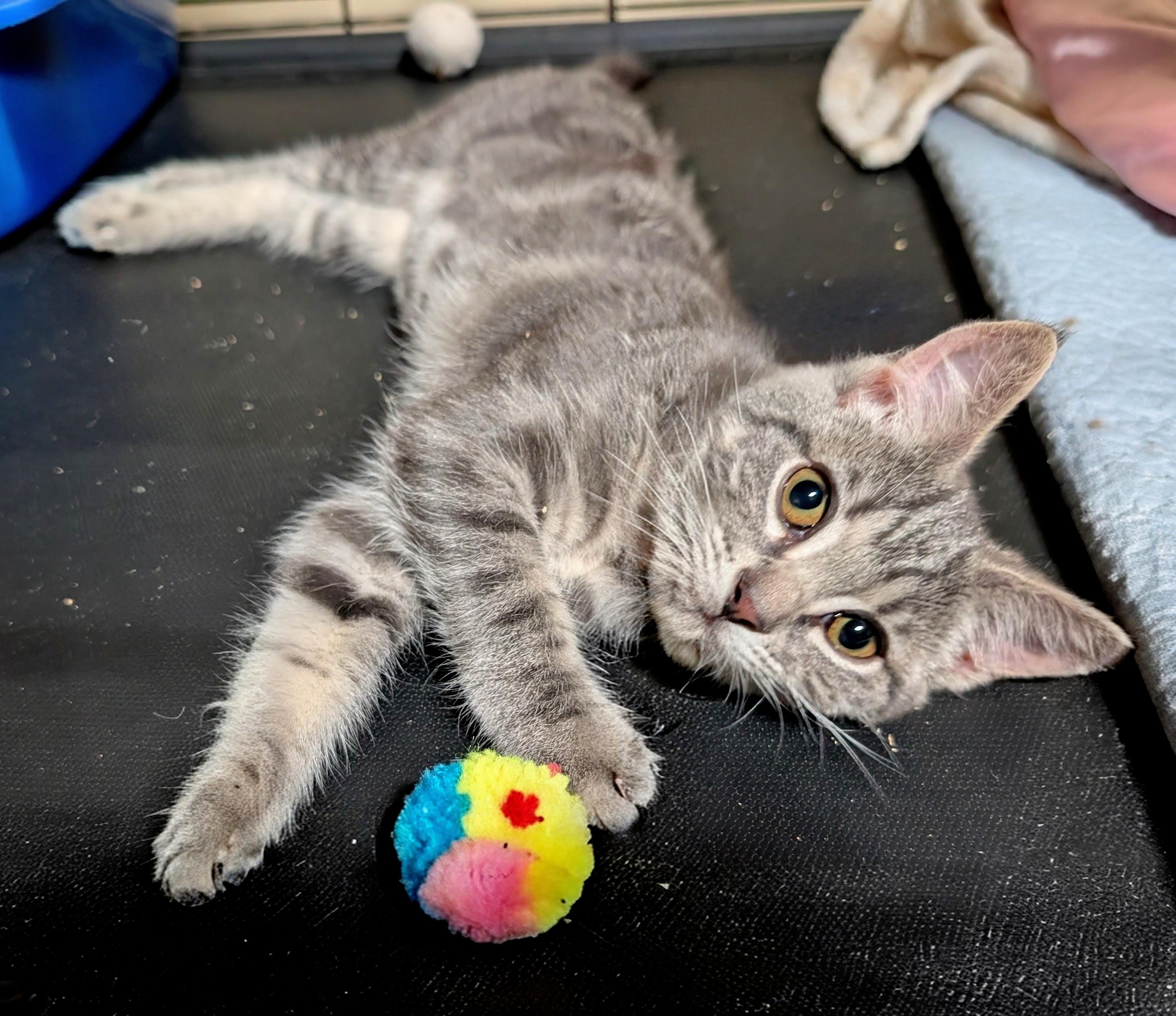 Bitsy, adopted, Kitten Female Russian Blue & Tabby.