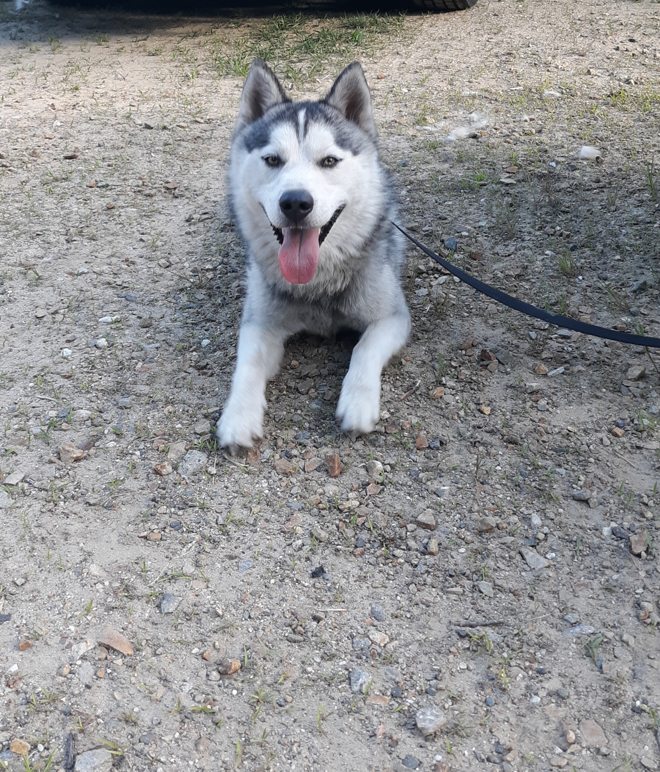 Champ, a Adoptable mixed breed image 3/10