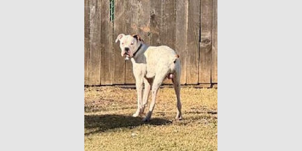 Jetson, a Adoptable Boxer image 1/5