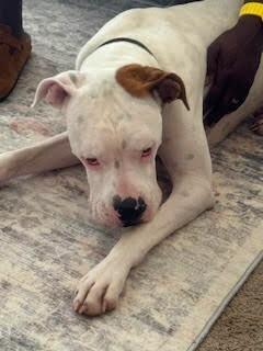 Jetson, a Adoptable Boxer image 2/5