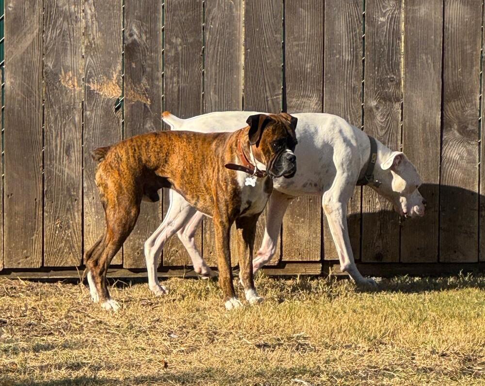 Jetson, a Adoptable Boxer image 3/5
