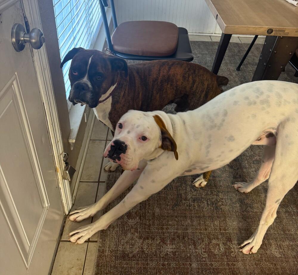 Jetson, a Adoptable Boxer image 4/5