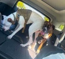 Jetson, a Adoptable Boxer image 5/5