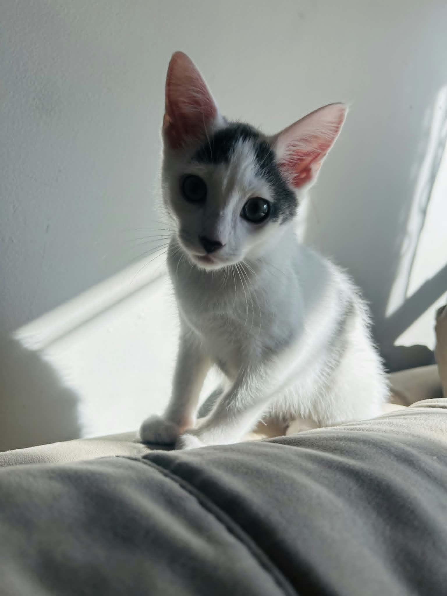 Enlarge Miles, a ADOPTABLE Domestic Short Hair in Wading River, NY image 3/3
