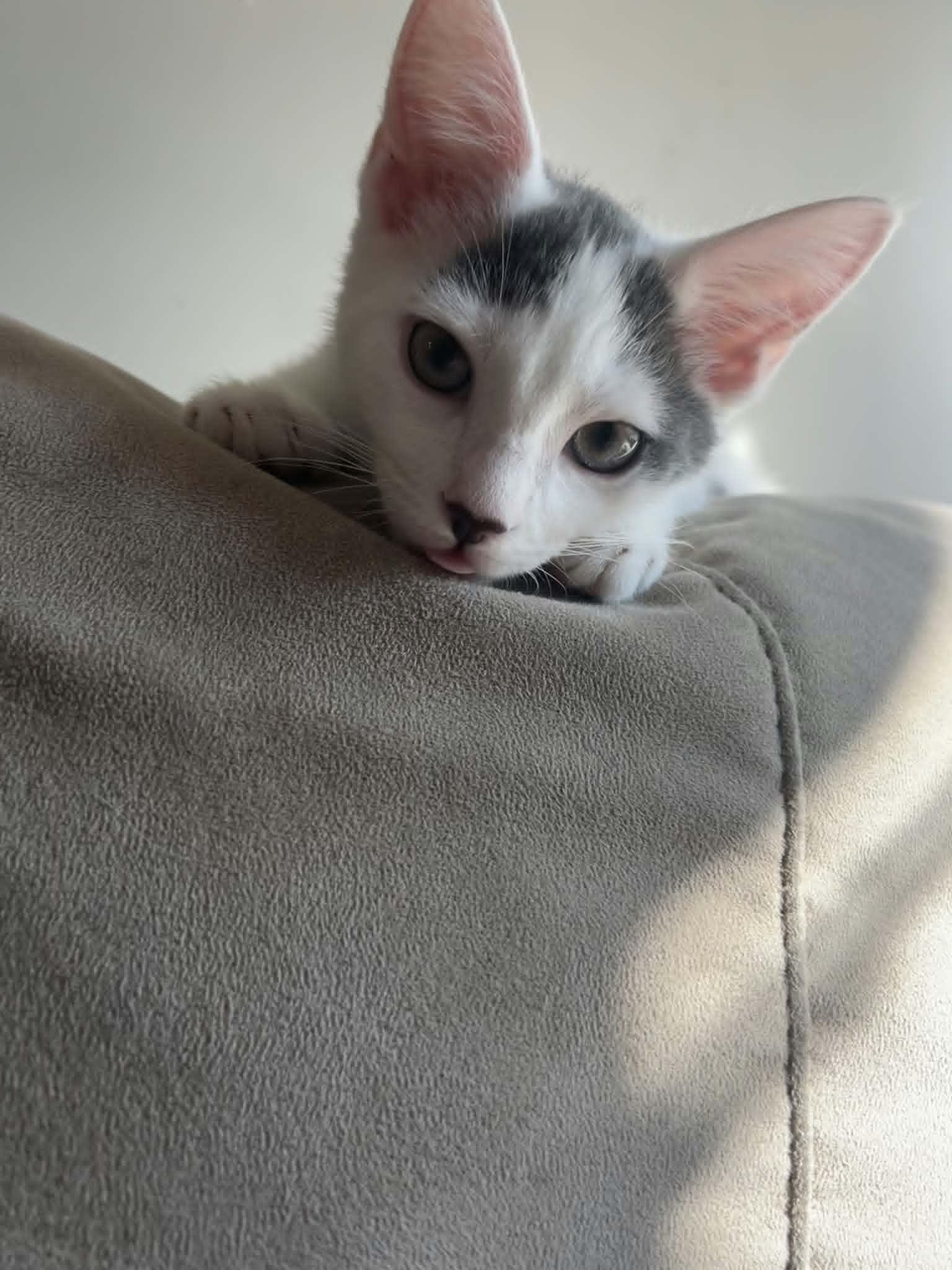 Miles, ADOPTABLE, Kitten Male Domestic Short Hair.