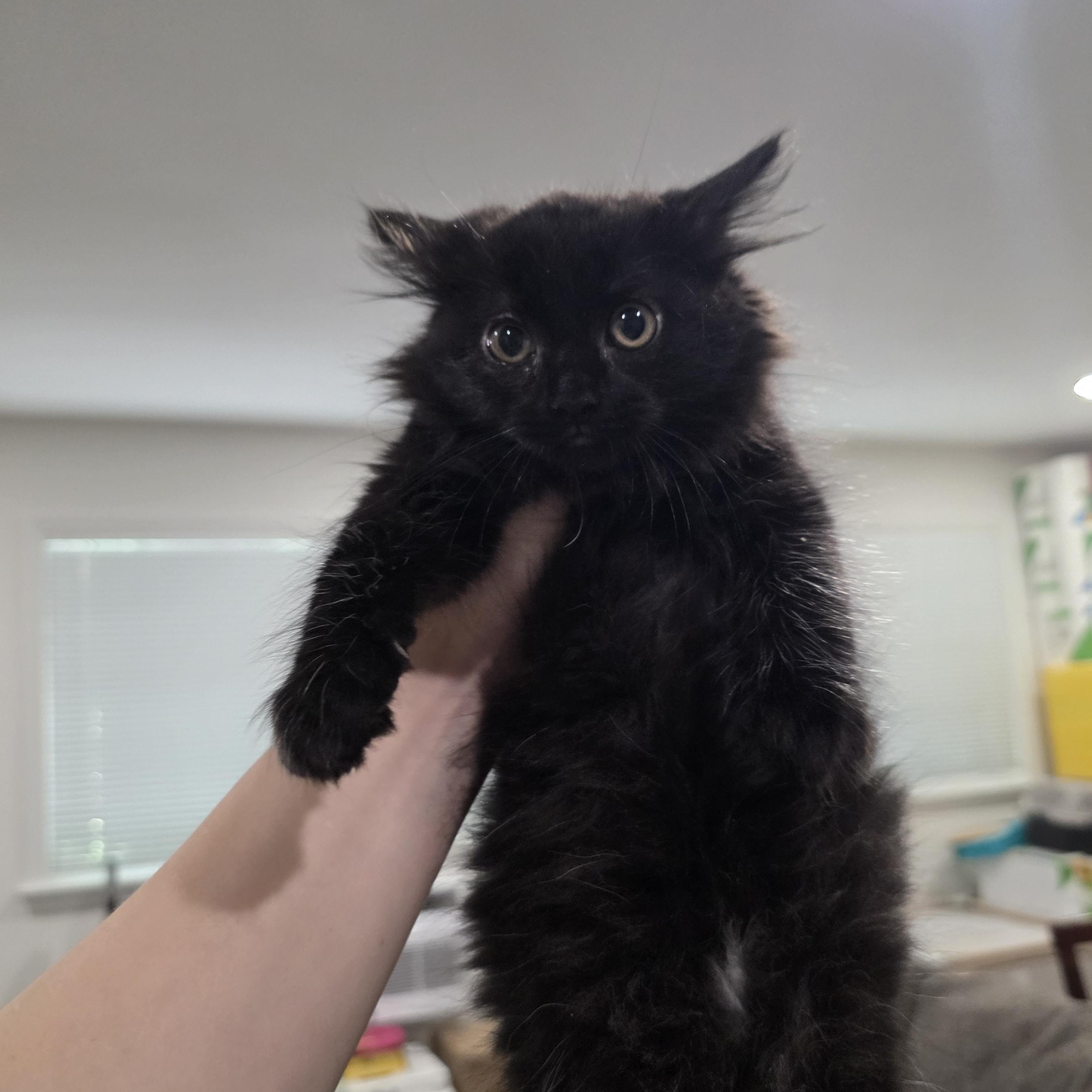 Enlarge Everest, a ADOPTABLE mixed breed in Moriches, NY image 2/2